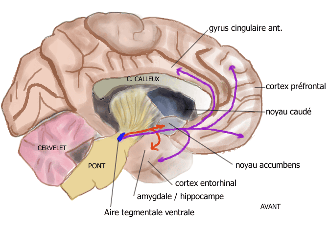 Scientists Discover Coffee&#8217;s Hidden Power to Block the Brain Chemistry of Addiction