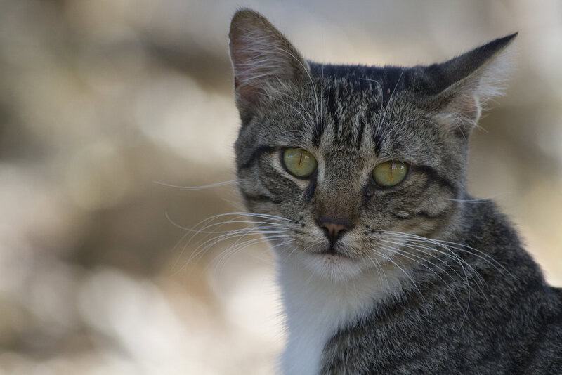 Why Your Cat&#8217;s Purr Is Literally Healing You—The Frequency That Repairs Bones