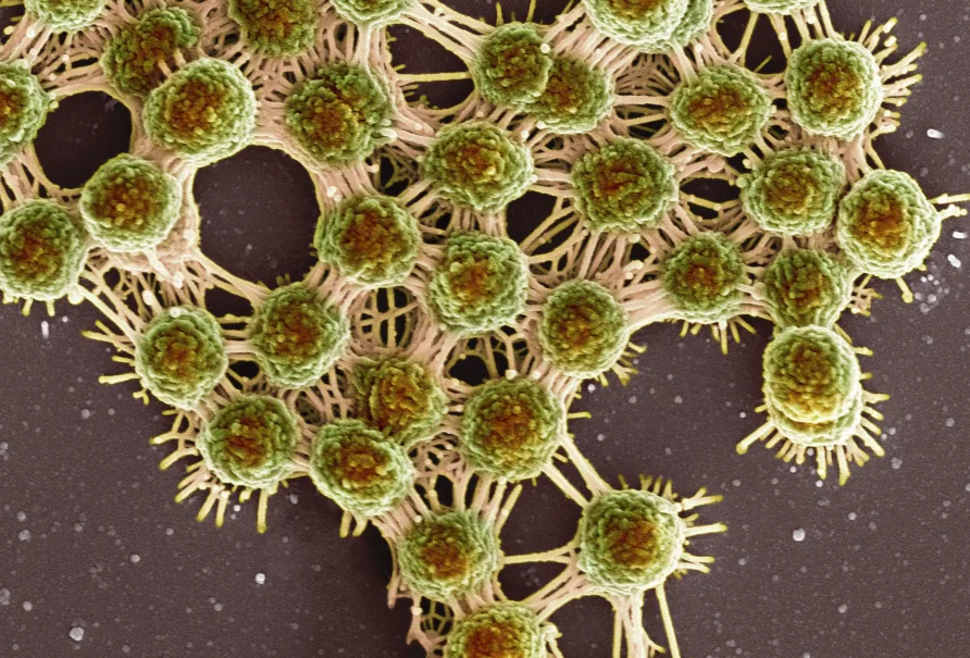 Your Gut Bacteria Might Be Controlling Your Depression &#8211; New Research Find