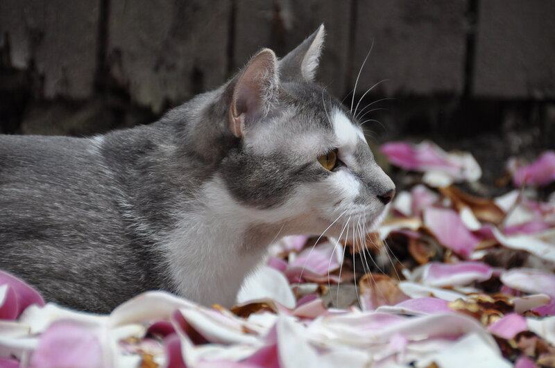 Indoor vs. Outdoor Cats: 23 Things to Know Before You Make a Decision