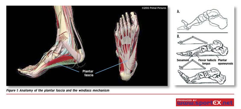 The Body Parts You Didn&#8217;t Know You Had (That Could Save Your Life)
