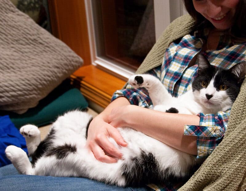 Why Your Cat&#8217;s Purr Is Literally Healing You—The Frequency That Repairs Bones