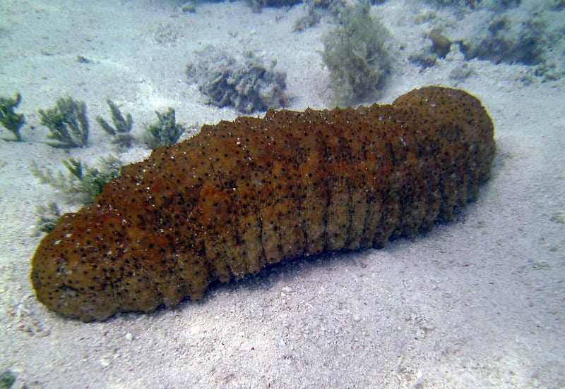 Sea Cucumbers Contain Unique Sugar That Blocks Cancer-Spreading Enzyme Sulf-2