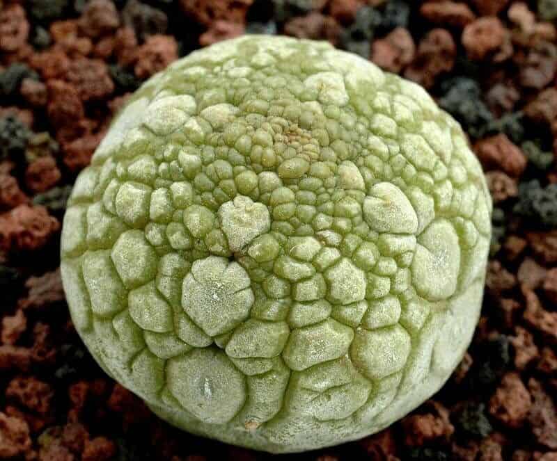 The Shapeshifters: Plants That Become Invisible to Survive