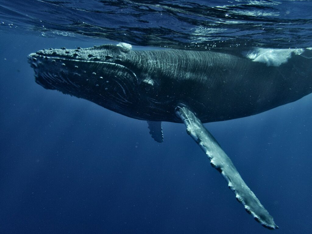 The Ocean&#8217;s Missing Sound: Why Whales Can&#8217;t Hear Each Other Anymore