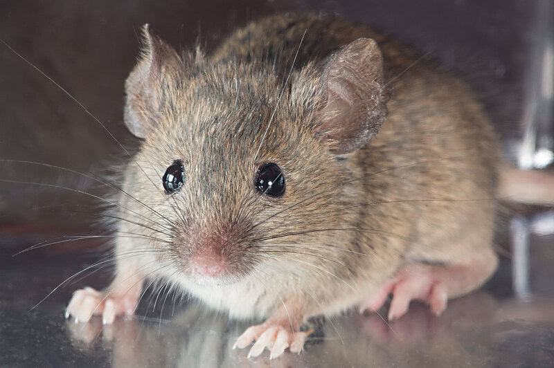 Do Mice Have Hearts of Gold? Studies Show They Can Be &#8220;Good Samaritans&#8221;