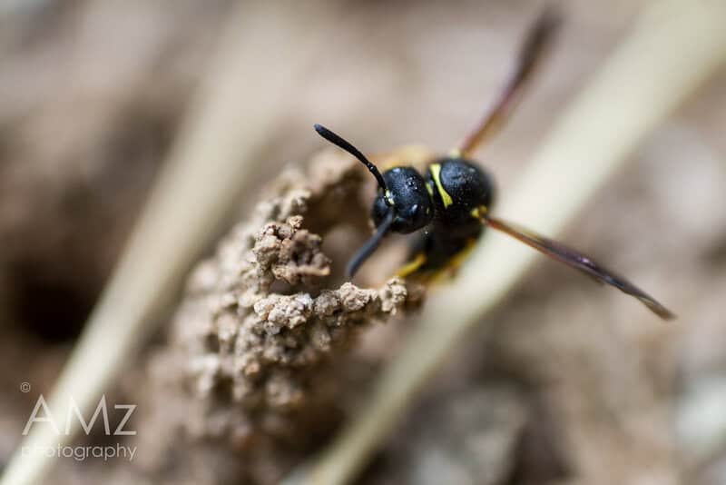 30 Animals Whose Building Skills Rival Human Engineers