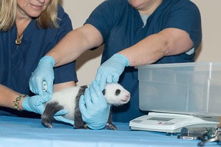 Giant Panda Stem Cells Could Save Endangered Species &#8211; Lab-Grown Conservation