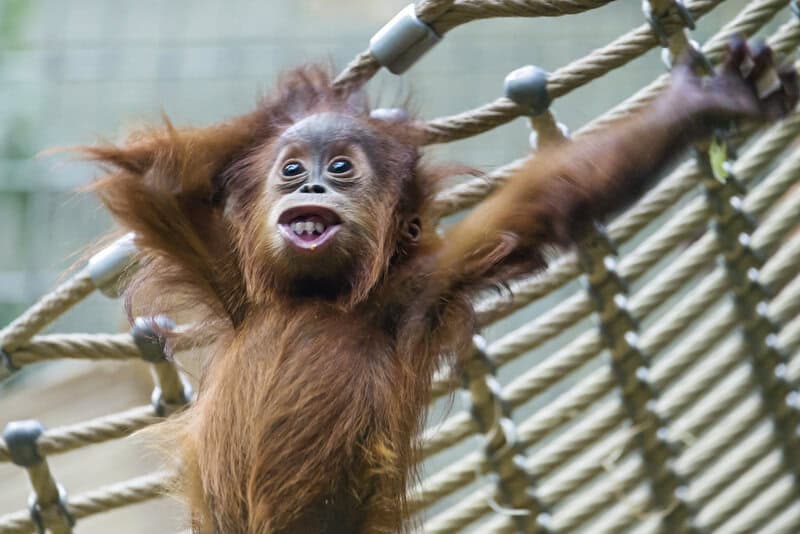 Wild Orangutans Show Communication Complexity Thought to Be Uniquely Human