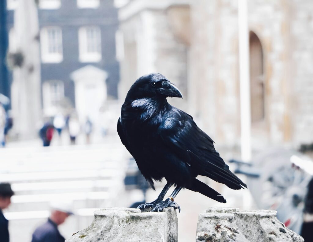 These Crows That Hold 25-Year Grudges and Pass Their Hatred Down Through Generations