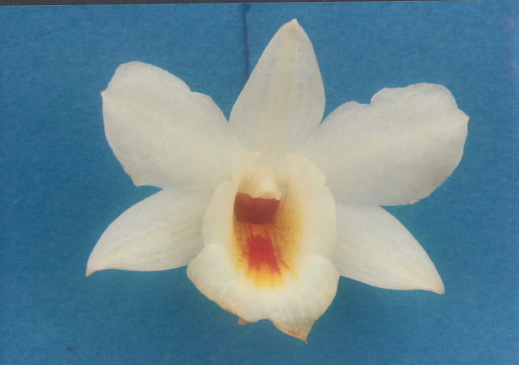 The Shapeshifters: Plants That Become Invisible to Survive