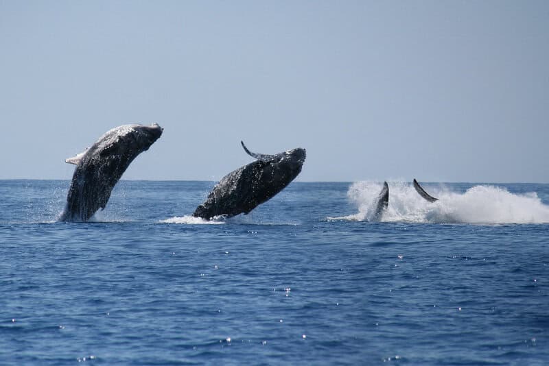 The Ocean&#8217;s Missing Sound: Why Whales Can&#8217;t Hear Each Other Anymore