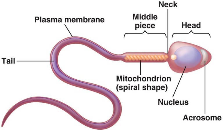 How Long Do Human Cells Actually Live? Your Body Replaces Itself Constantly