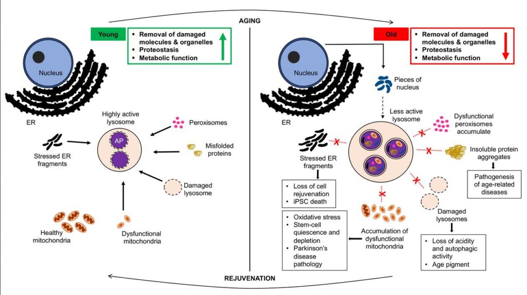 How Long Do Human Cells Actually Live? Your Body Replaces Itself Constantly