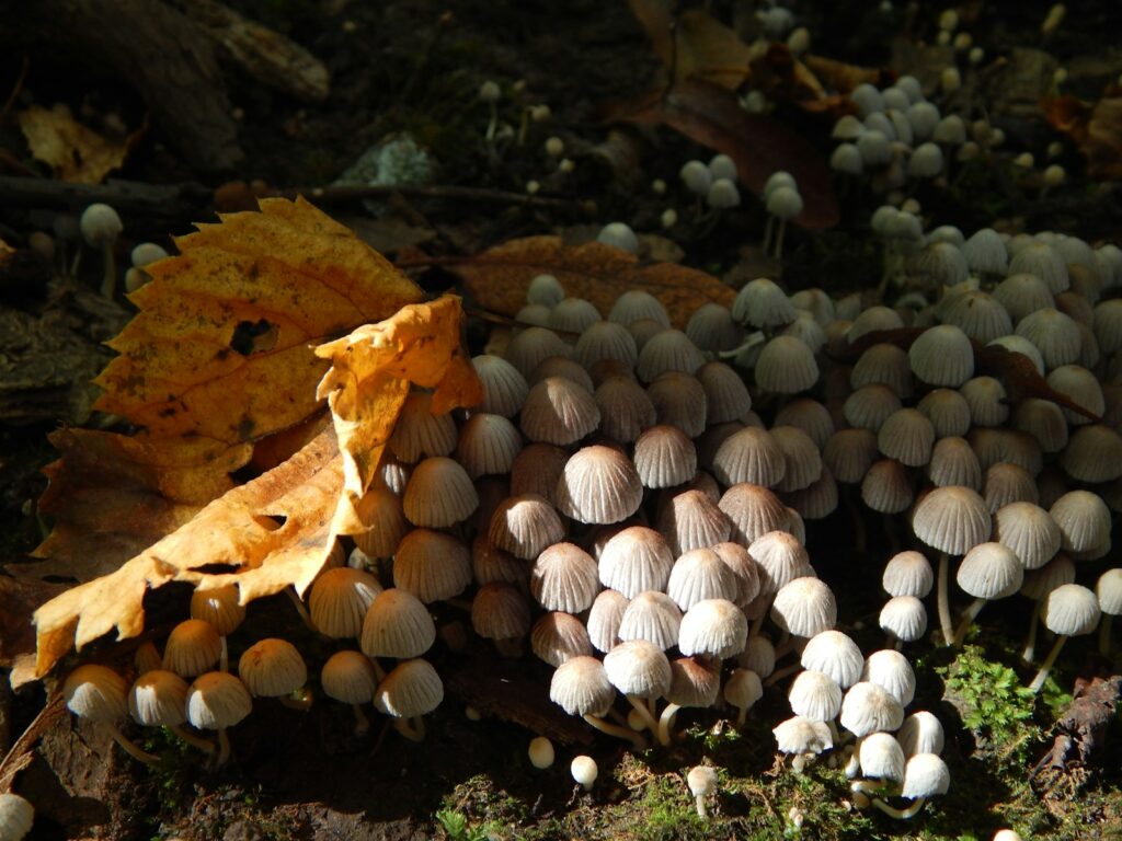 The Bacteria That Eat Plastic Waste Are Evolving Faster Than Expected