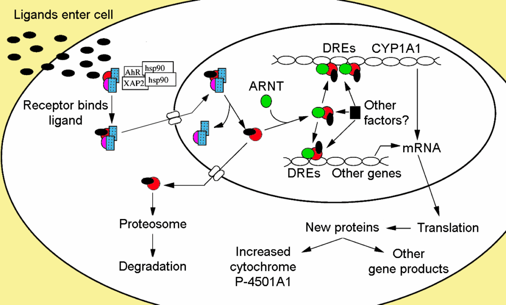 Northwestern Scientists Find the &#8216;Off Switch&#8217; for Lupus Hidden in Human DNA
