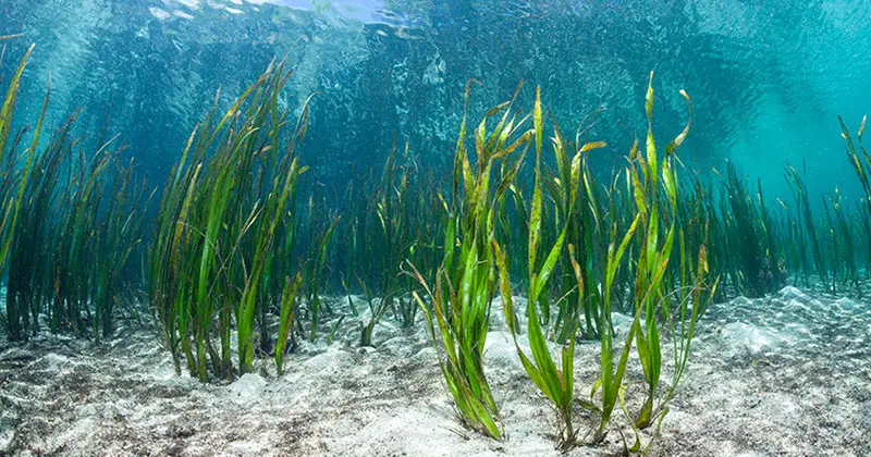 How Seaweed Farming Could Feed the World After Nuclear War