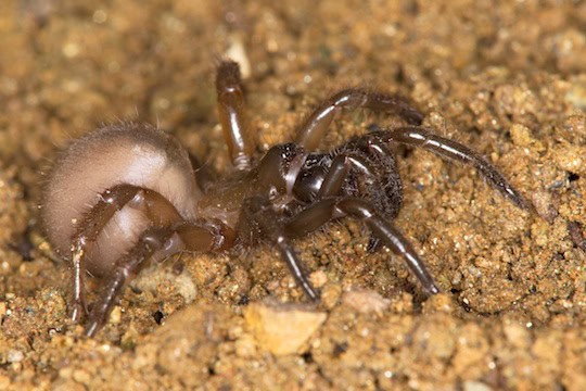 27 New Species Found in Peru&#8217;s &#8216;Human-Dominated&#8217; Rainforest