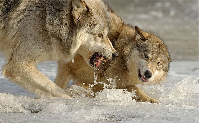 Why Scientists Are Officially Debunking the &#8220;Alpha Wolf&#8221; Theory—And What It Means for Leadership