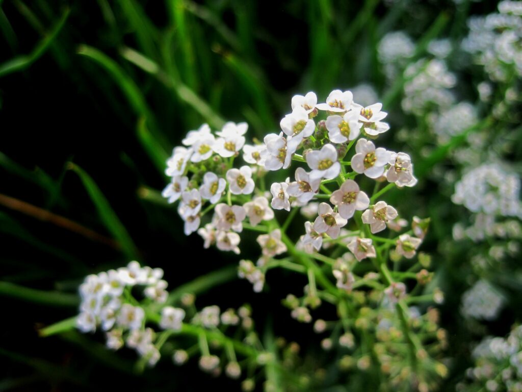 The Plant That Can Literally Eat Metal (And It&#8217;s Growing in Your Backyard)