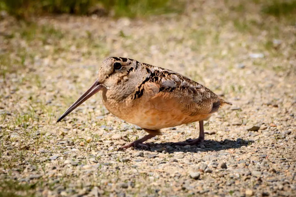 The Great Escape Artists: Animals That Fake Death Better Than Any Actor