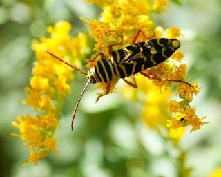 Forbidden Colors for Bugs? These Mediterranean Rebels Spot Red Anyway.