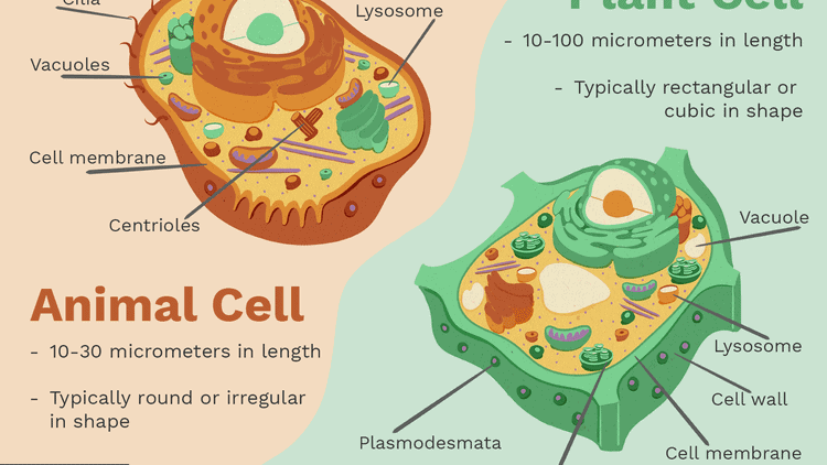 15 Steps from Non-Living to Living: How Life May Have Evolved