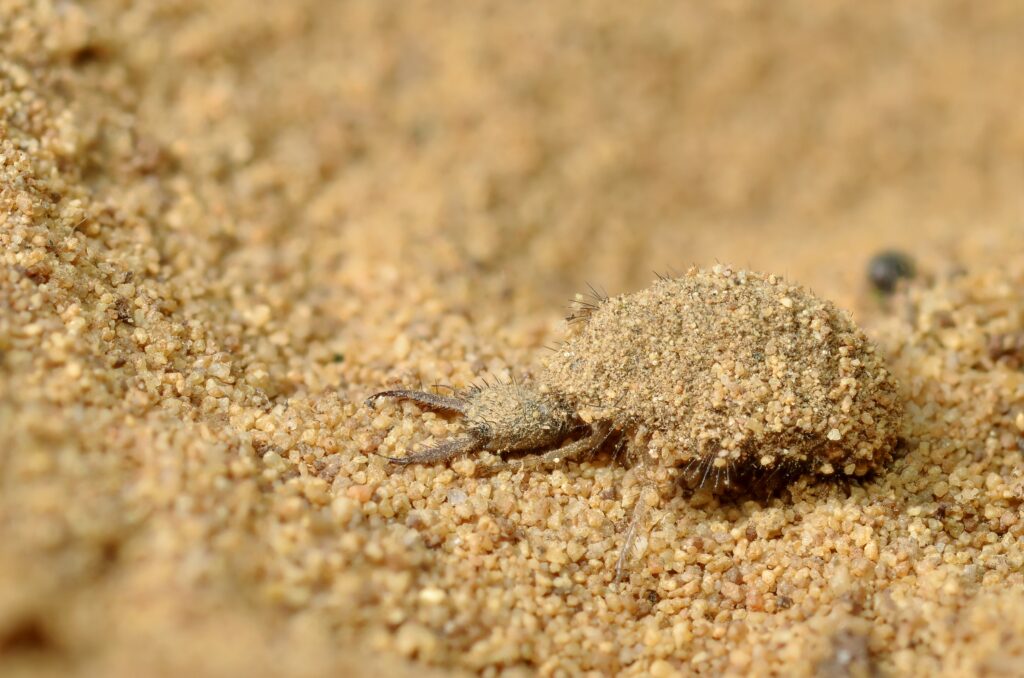 The Great Escape Artists: Animals That Fake Death Better Than Any Actor