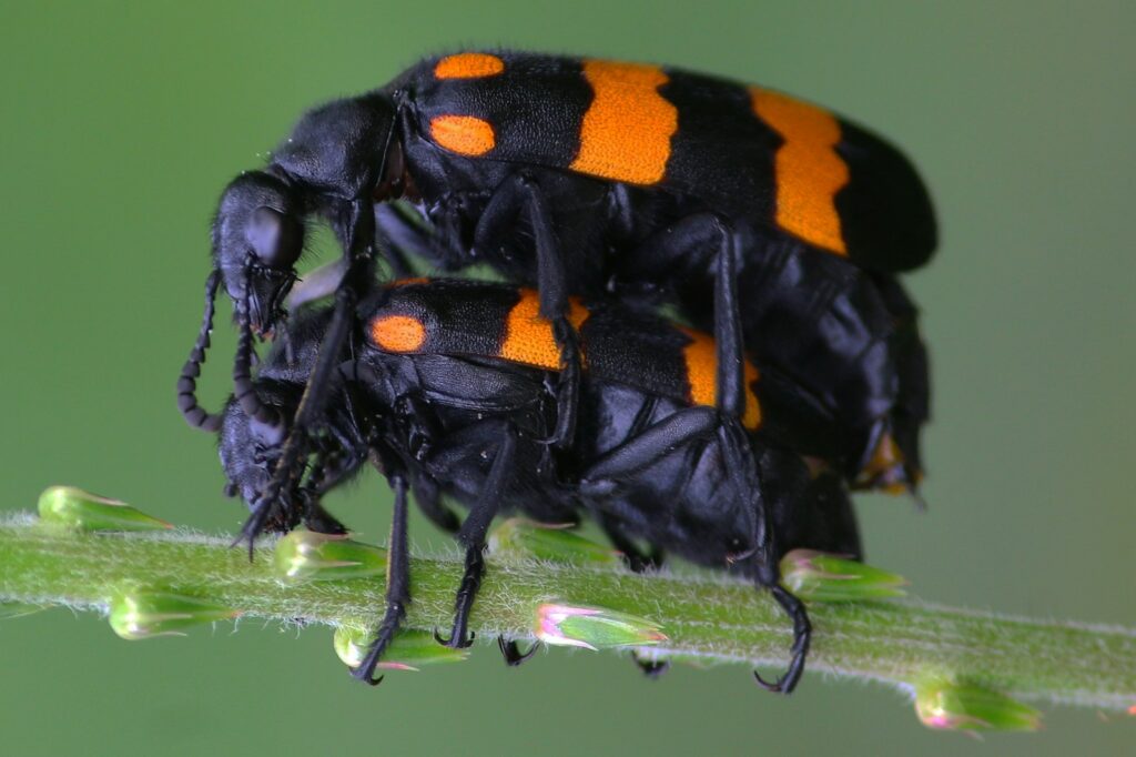Forbidden Colors for Bugs? These Mediterranean Rebels Spot Red Anyway.
