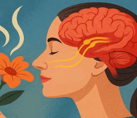 Why Your Sense of Smell Is the Early Warning System for Your Brain