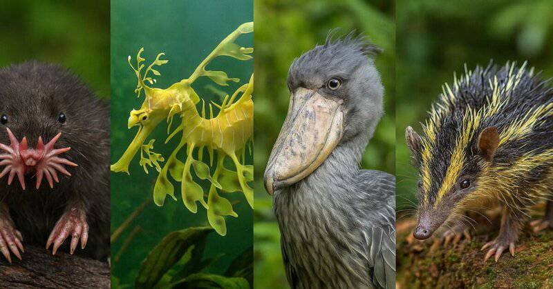 15 Animals That Evolved in the Weirdest Ways
