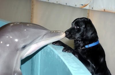 21 Plants and Animals That Form the Most Unexpected Friendships