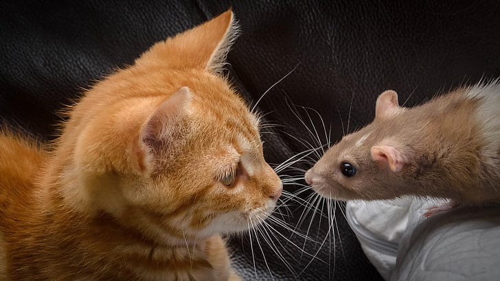 21 Plants and Animals That Form the Most Unexpected Friendships