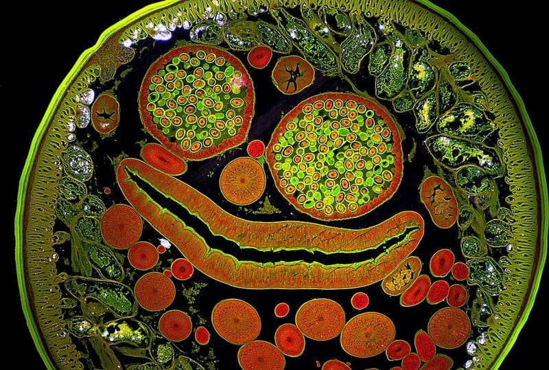 15 Science Tricks Your Brain Falls For Every Day (And Why They Work)