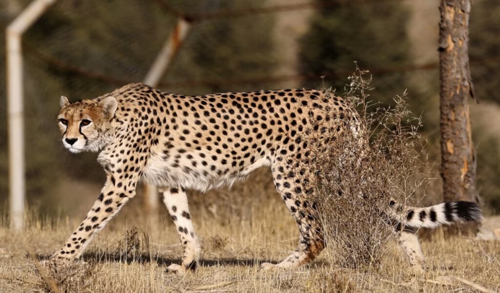 20 Animals That Are Close To Going Extinct