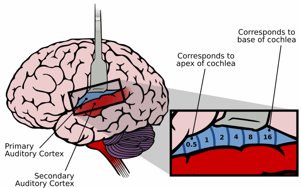 The Hearing Loss-Dementia Connection Scientists Just Discovered
