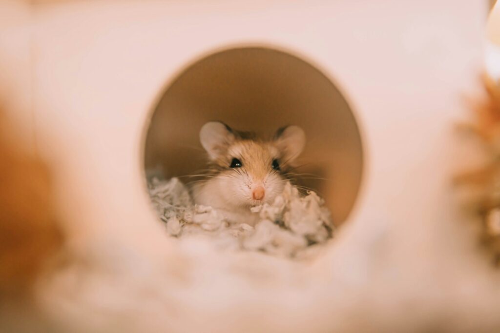 Mice&#8217;s Jaw-Dropping Instinct to Save Buddies from the Brink – Nature&#8217;s Paramedics?