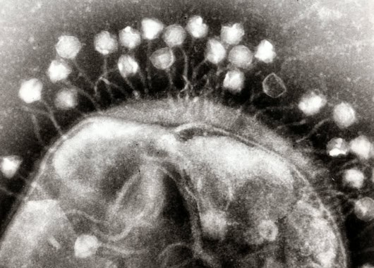 The Virus Living in Your Body Right Now That&#8217;s Actually Keeping You Alive