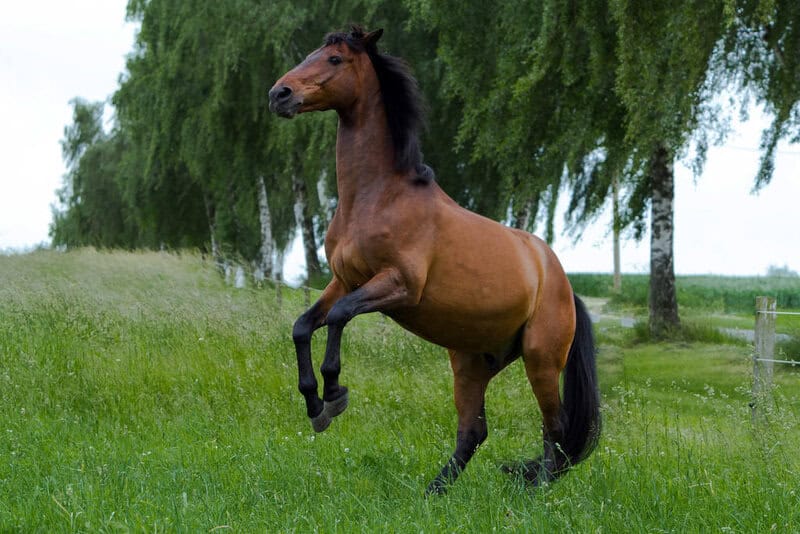 Scientists Decode Horse Facial Expressions to Better Understand Their Emotions
