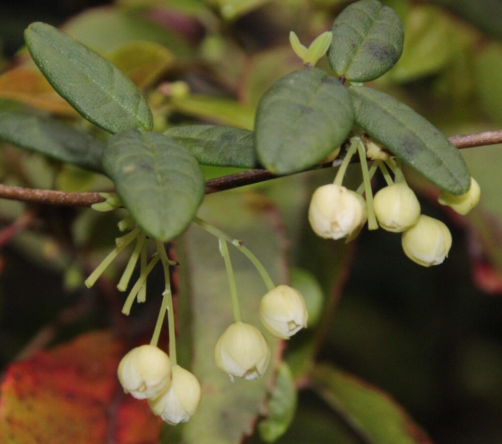 The Shapeshifters: Plants That Become Invisible to Survive