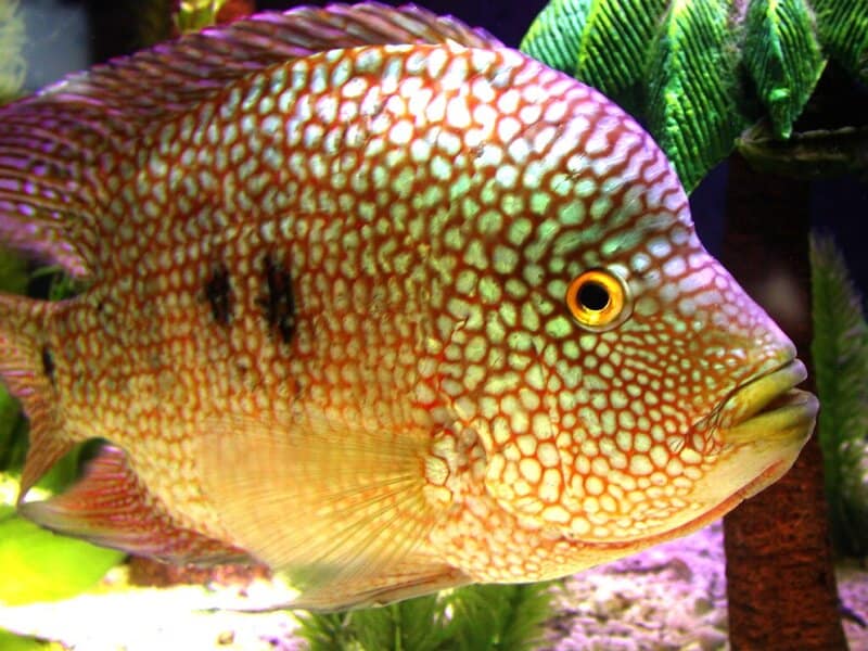 How 600 Fish Species Evolved in the Blink of an Eye