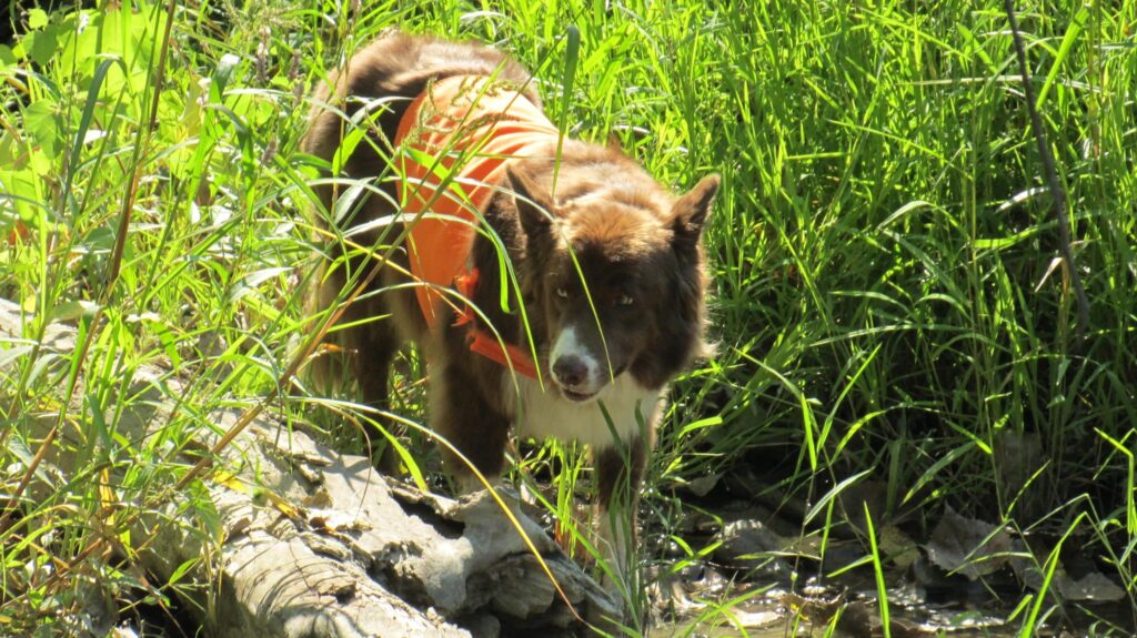 Why Your Sense of Smell Is the Early Warning System for Your Brain