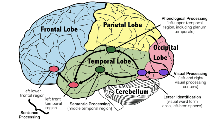 The Free Will Illusion: How Your Brain Tricks You Into Thinking You&#8217;re Making Choices