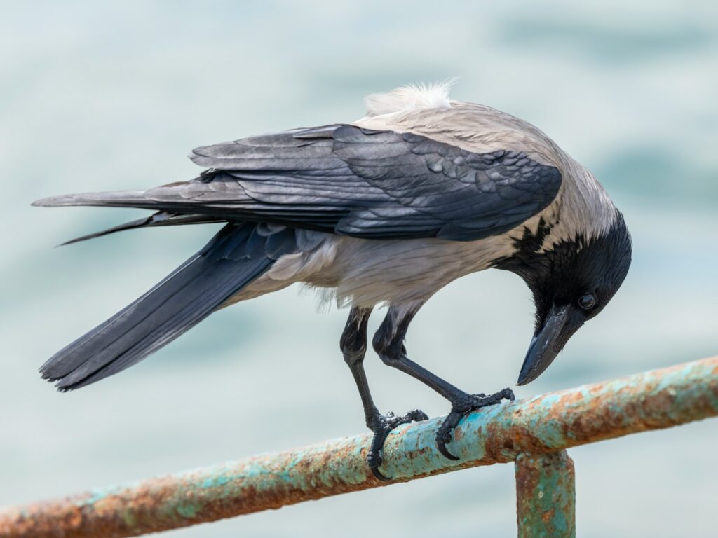 28 Animals With Built-In GPS That Puts Your Phone to Shame