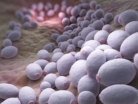 The Microscopic Vampire That Could Cure Candida Infections