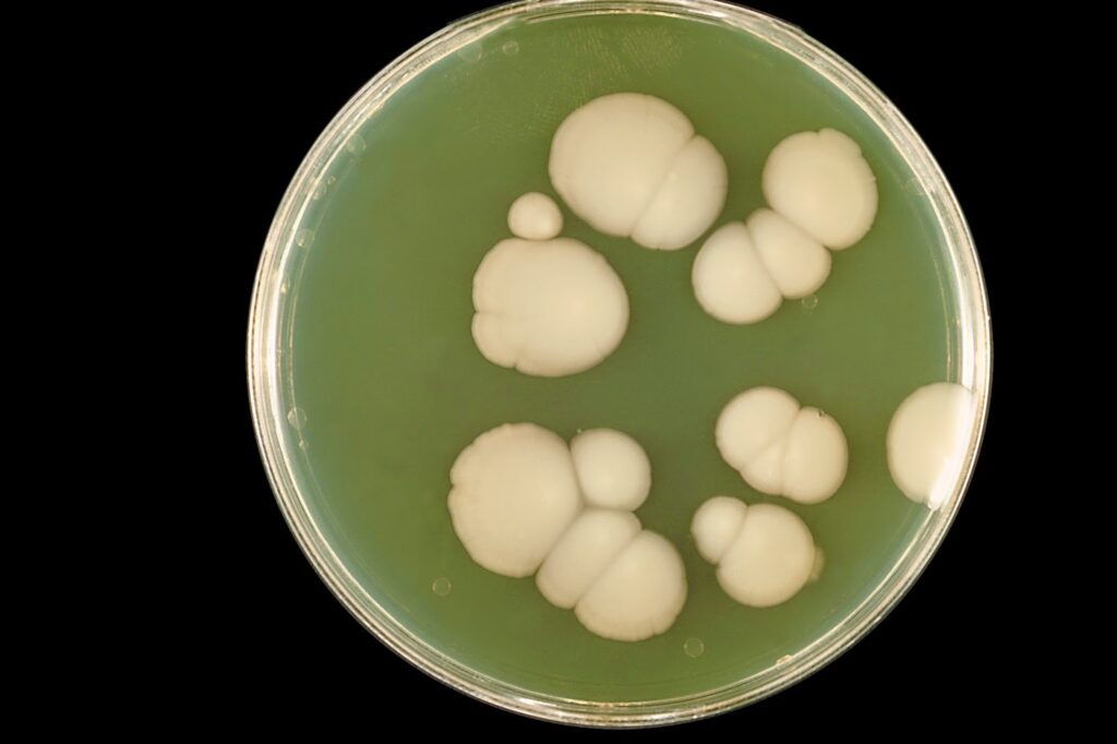 The Microscopic Vampire That Could Cure Candida Infections