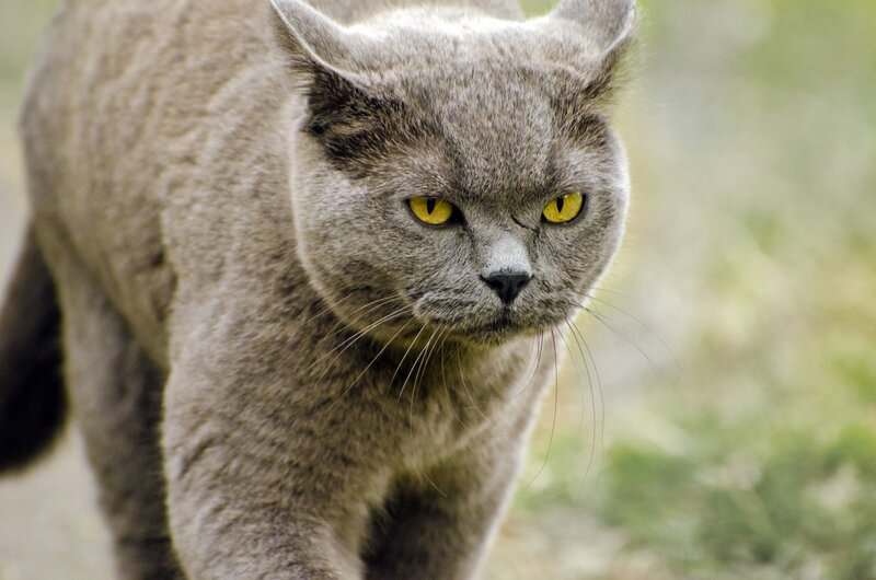 Why Your Cat&#8217;s Purr Is Literally Healing You—The Frequency That Repairs Bones