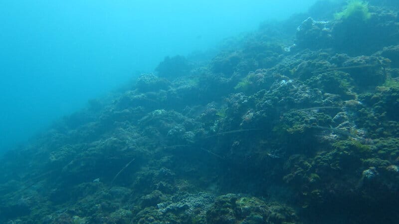 Marine Biologists Discover 60,000-Year-Old Underwater Forest Off Alabama Coast