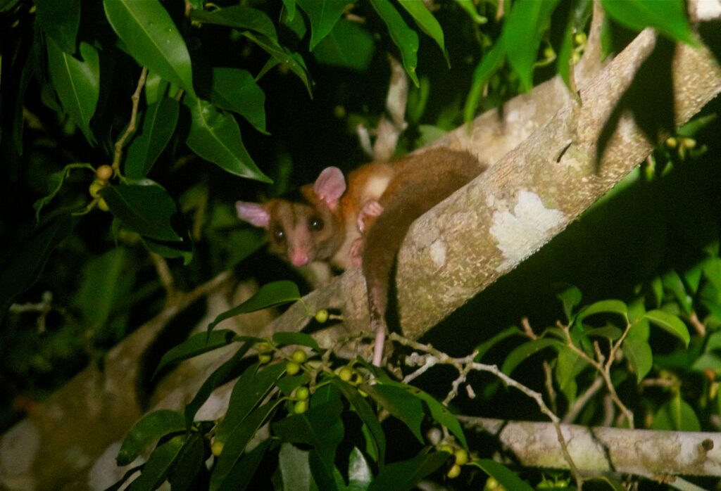 27 New Species Found in Peru&#8217;s &#8216;Human-Dominated&#8217; Rainforest