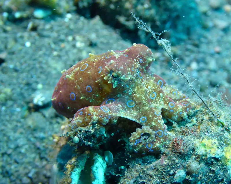 How Octopuses Became the Ocean&#8217;s Smartest Invertebrates — 25 Problem-Solving Abilities